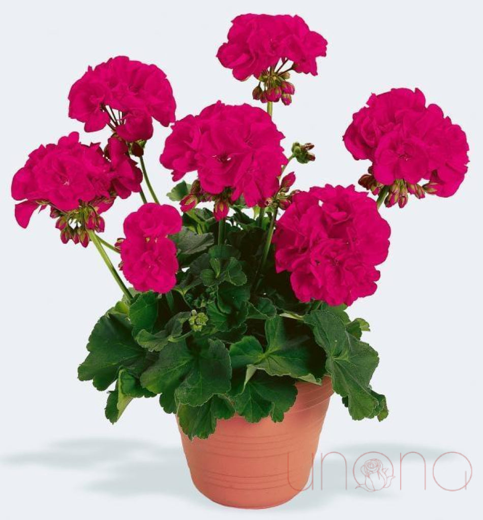 Sweet Geranium Delight | Ukraine Gift Delivery.