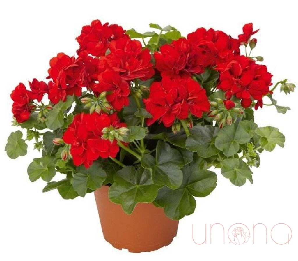 Sweet Geranium Delight | Ukraine Gift Delivery.