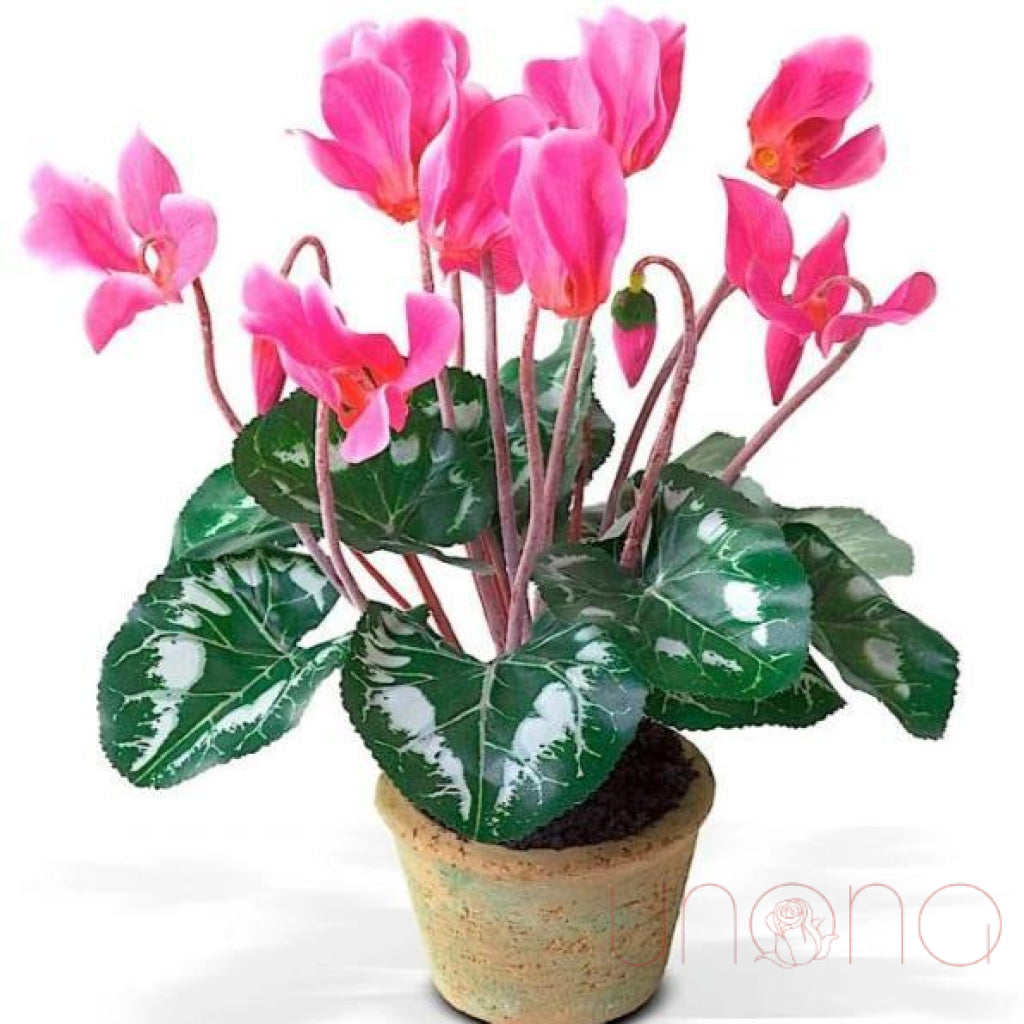 Tender Cyclamen | Ukraine Gift Delivery.