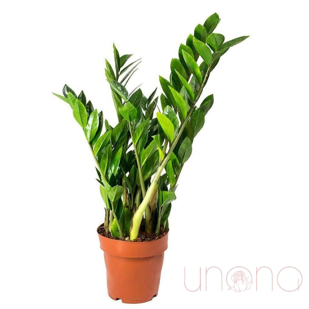 Zamioculcas | Ukraine Gift Delivery.